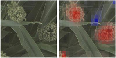 Comparing Deep Learning Approaches for Understanding Genotype × Phenotype Interactions in Biomass Sorghum